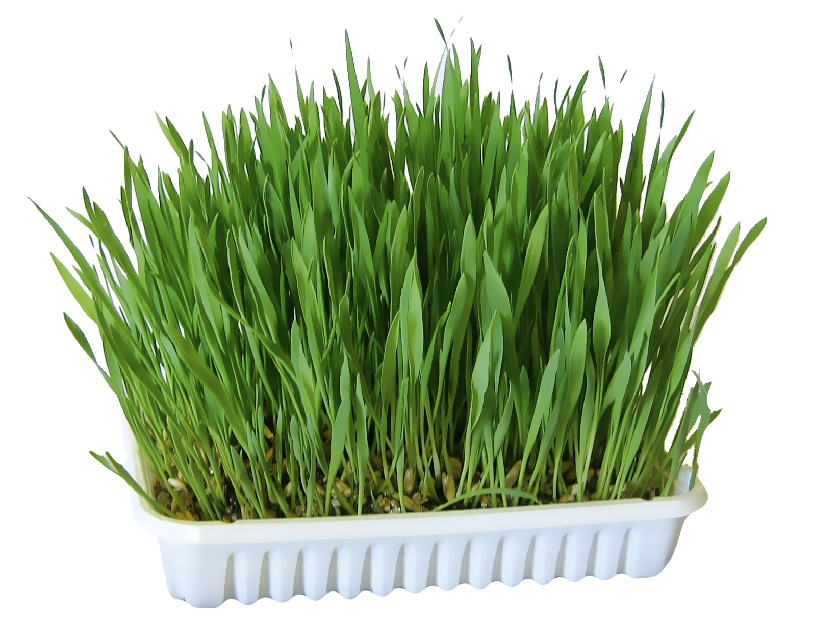 Kerbl trawa dla gryzoni  - 100 g miniaturka