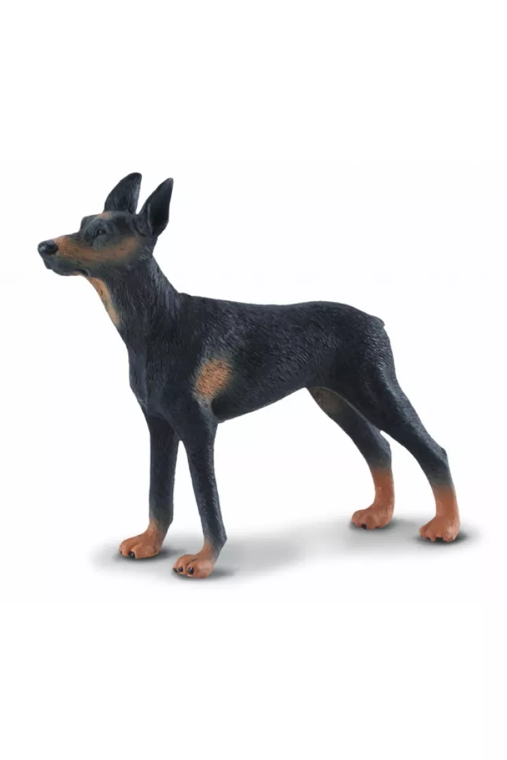 Pies doberman