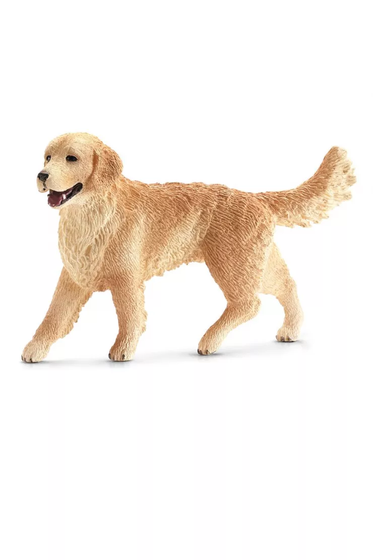 Golden Retriever suczka SLH16395