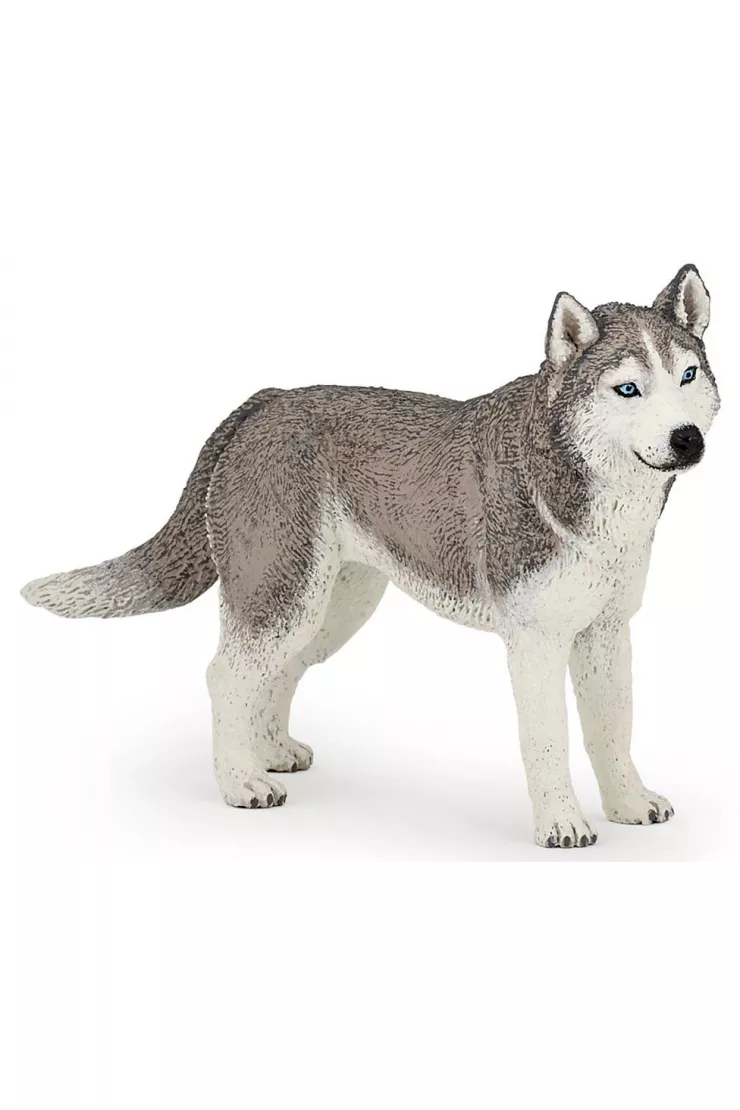 Husky syberyjski