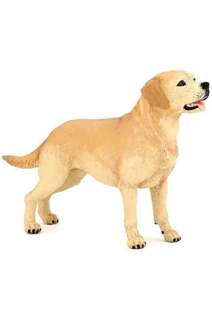 Labrador
