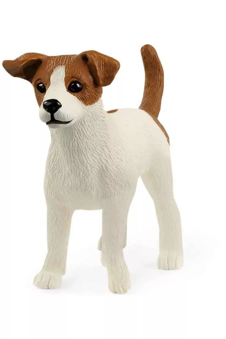 Jack Russell Terrier