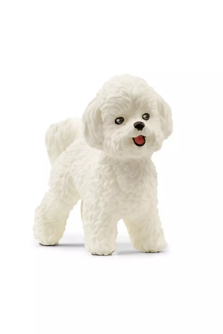Pies Bichon Frise