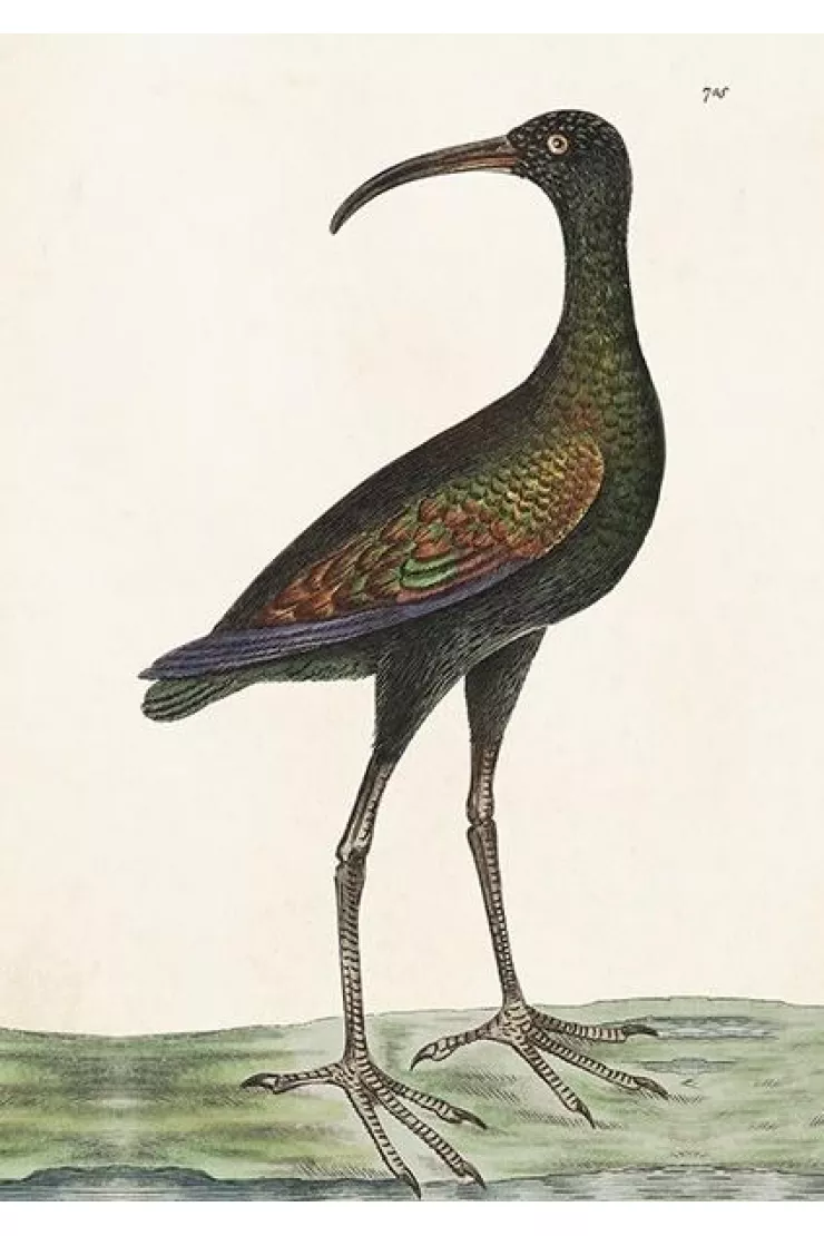 Karnet ST378 B6 + koperta Apteribis