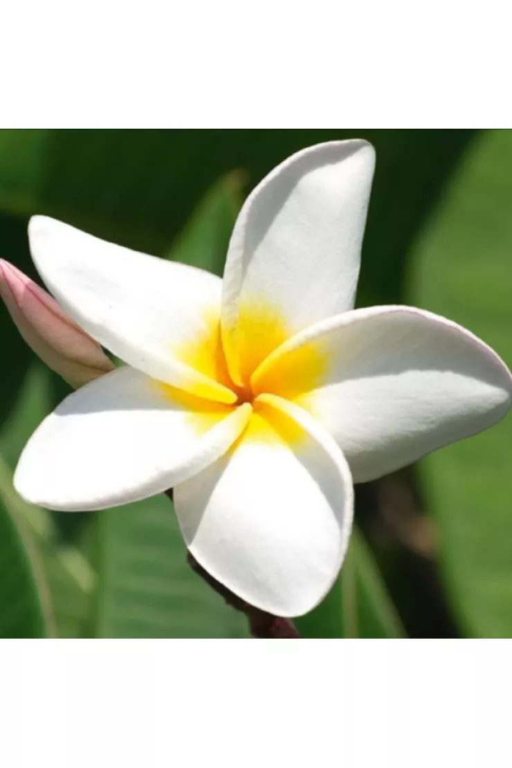 Karnet Plumeria + koperta B2W 202 001